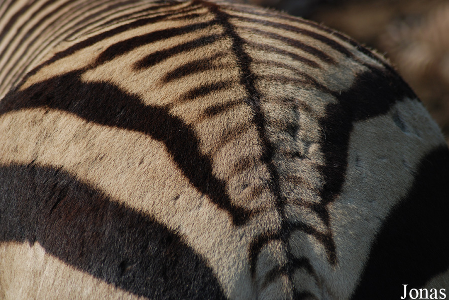Equus zebra hartmannae