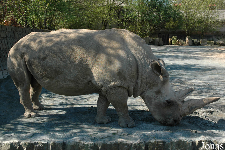 Ceratotherium simum cottoni