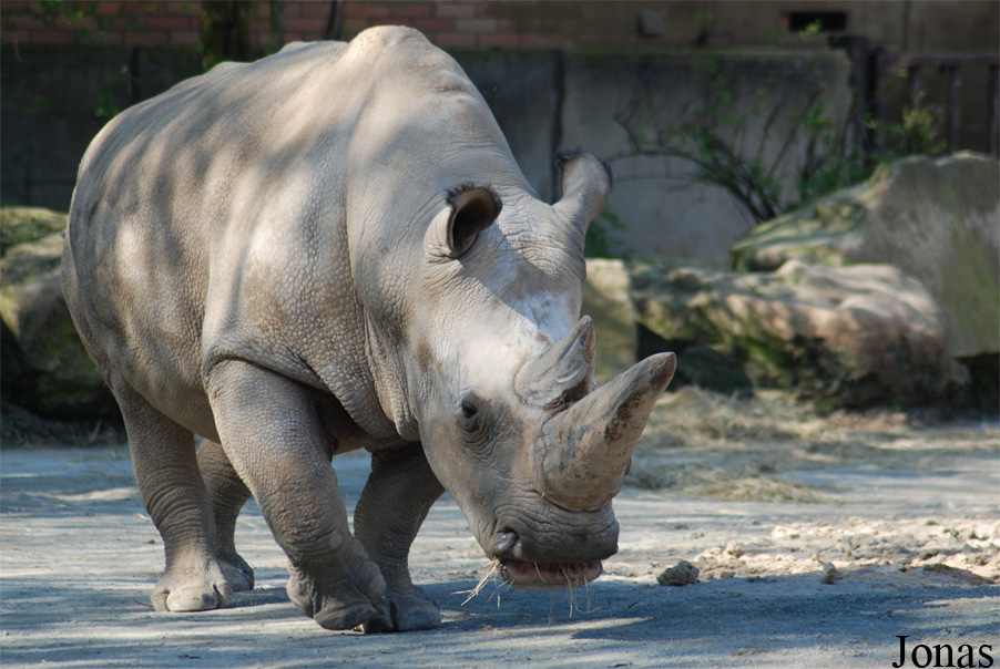 Ceratotherium simum cottoni