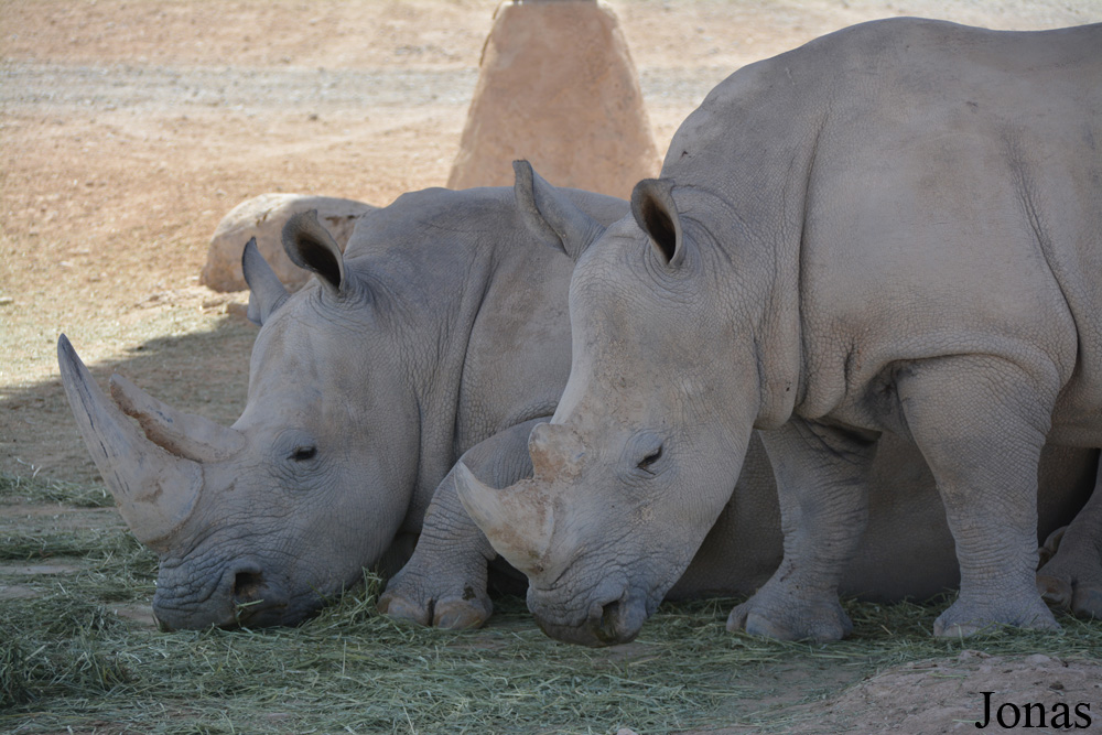 Ceratotherium simum simum