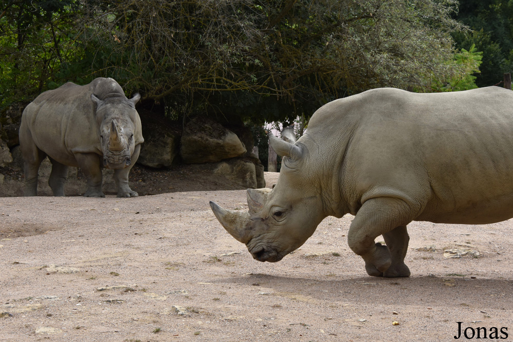 Ceratotherium simum simum