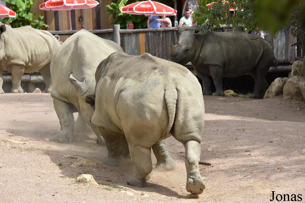 Ceratotherium simum simum