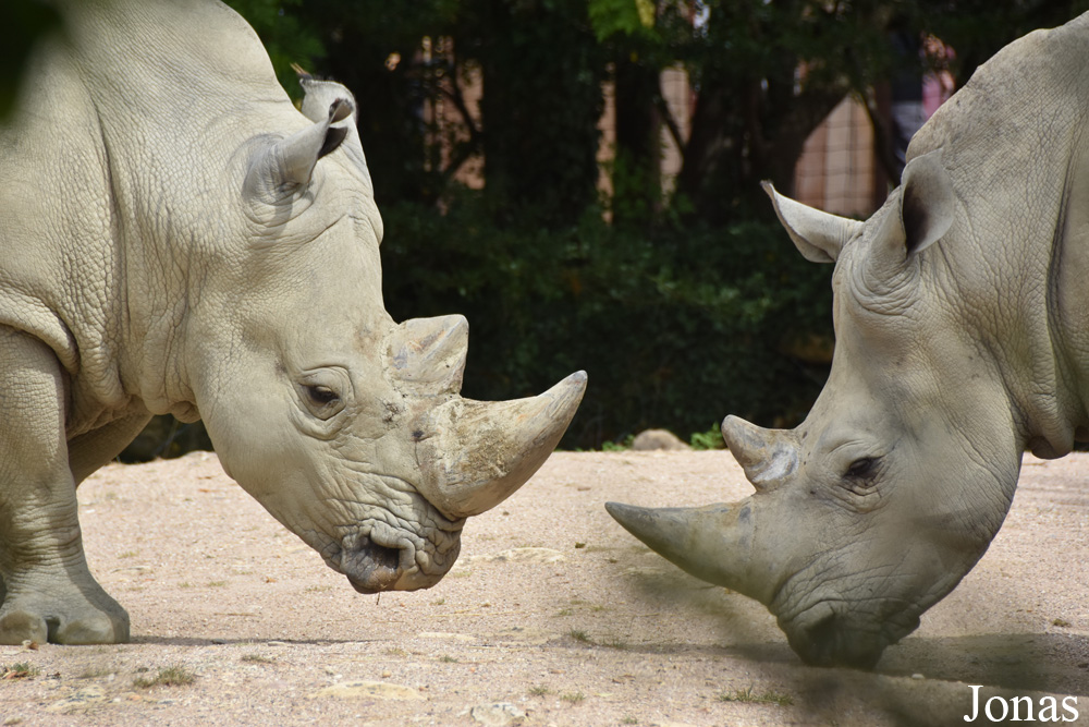 Ceratotherium simum simum