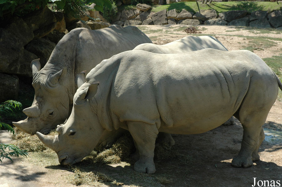 Ceratotherium simum simum