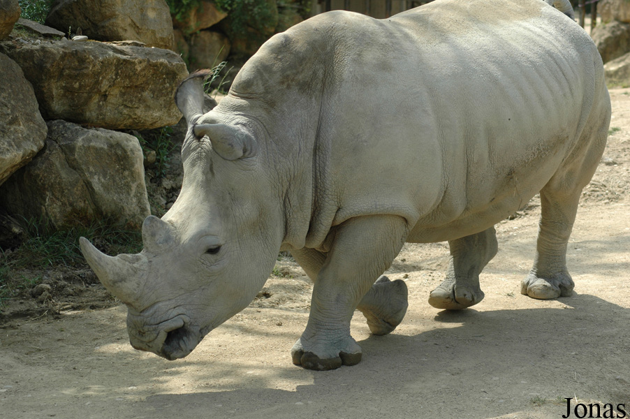 Ceratotherium simum simum