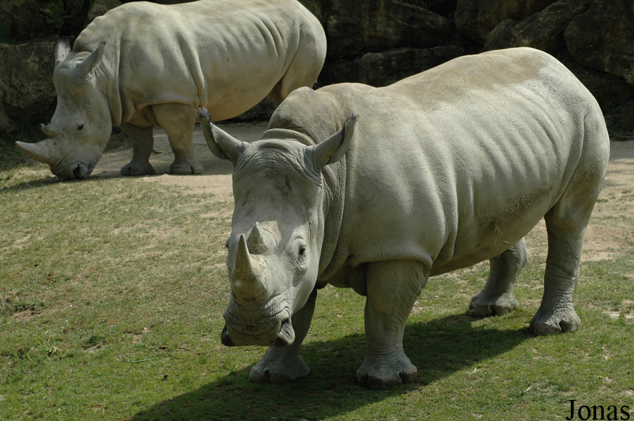 Ceratotherium simum simum