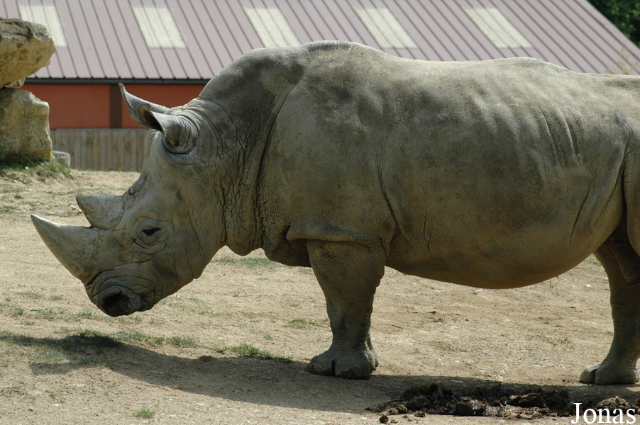 Ceratotherium simum simum