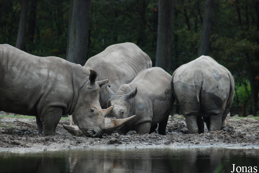 Ceratotherium simum simum
