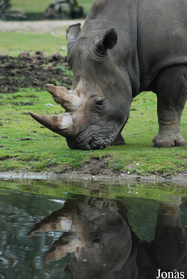 Ceratotherium simum simum