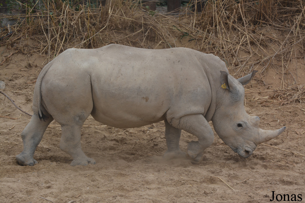Ceratotherium simum simum