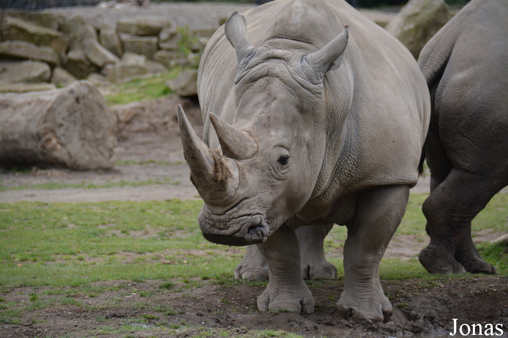 Ceratotherium simum simum
