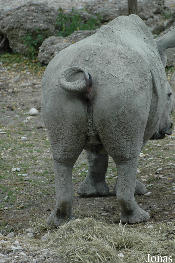 Ceratotherium simum simum
