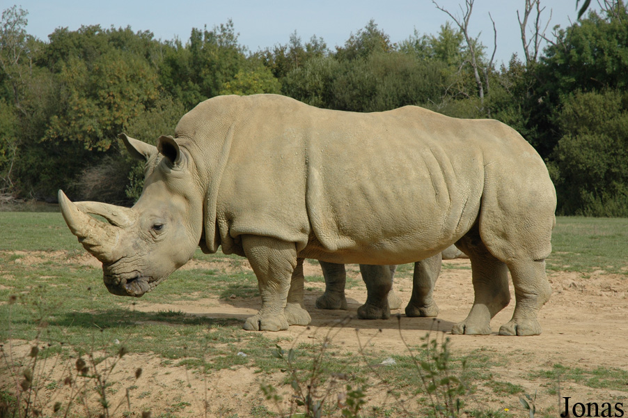 Ceratotherium simum simum