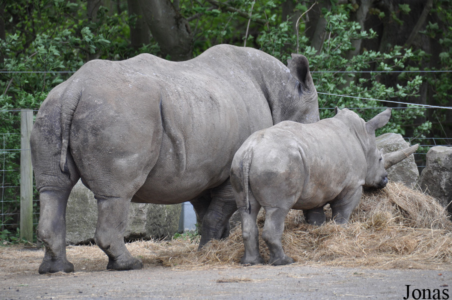 Ceratotherium simum simum