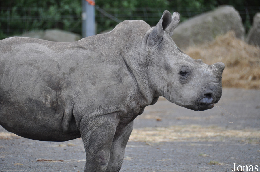 Ceratotherium simum simum