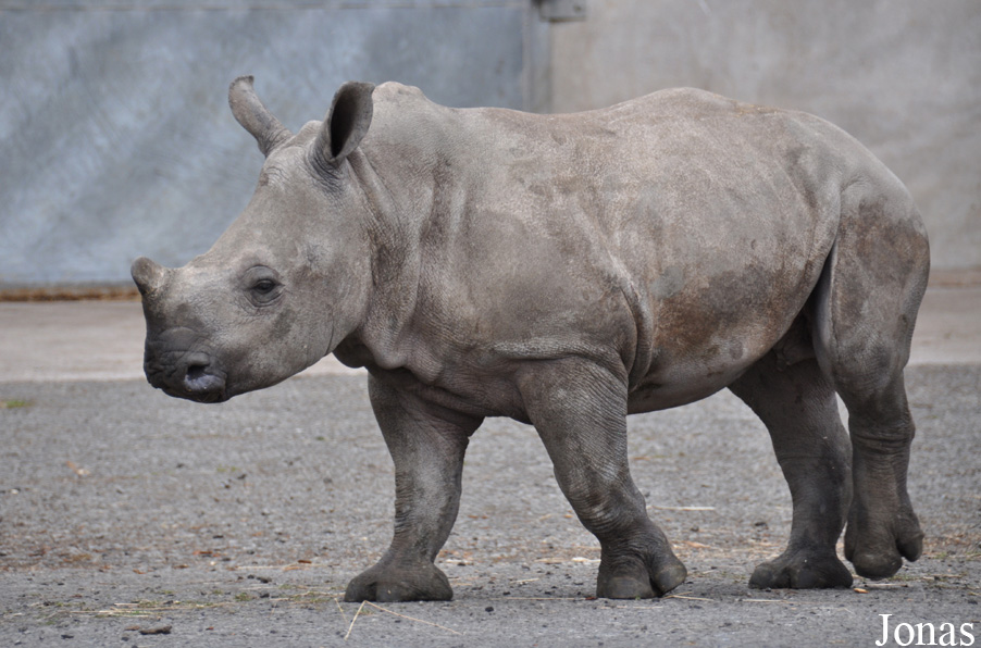 Ceratotherium simum simum