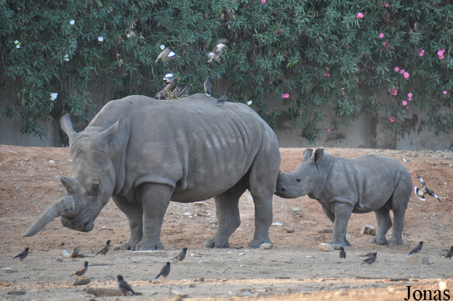 Ceratotherium simum simum