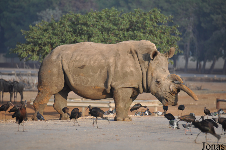 Ceratotherium simum simum