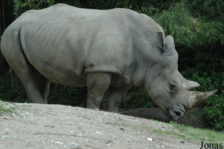 Ceratotherium simum simum
