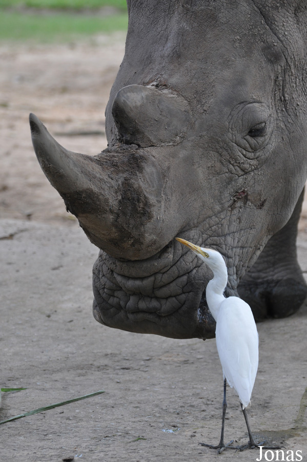 Ceratotherium simum simum