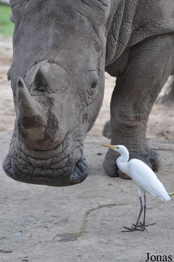 Ceratotherium simum simum