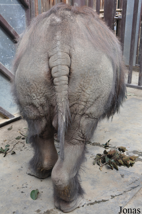 Dicerorhinus sumatrensis sumatrensis