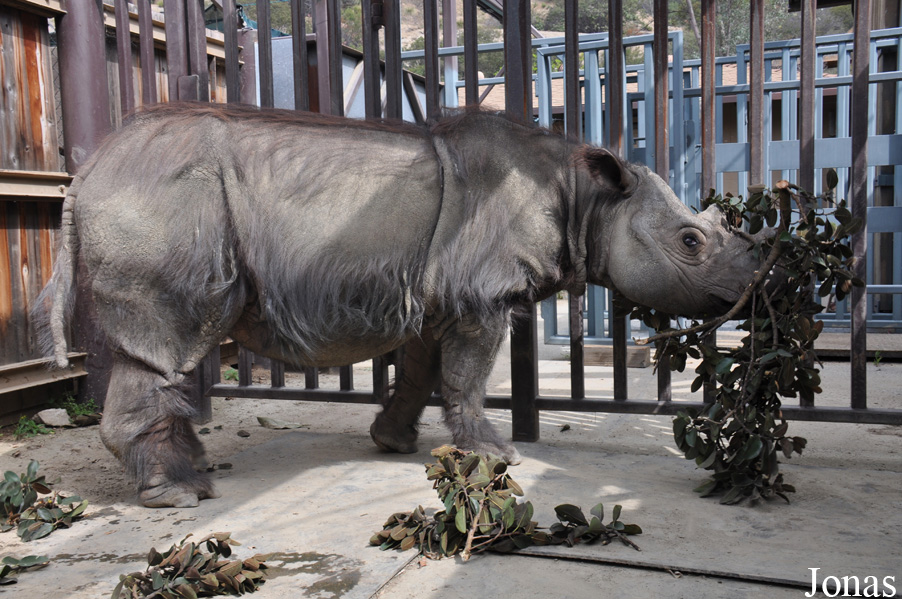 Dicerorhinus sumatrensis sumatrensis