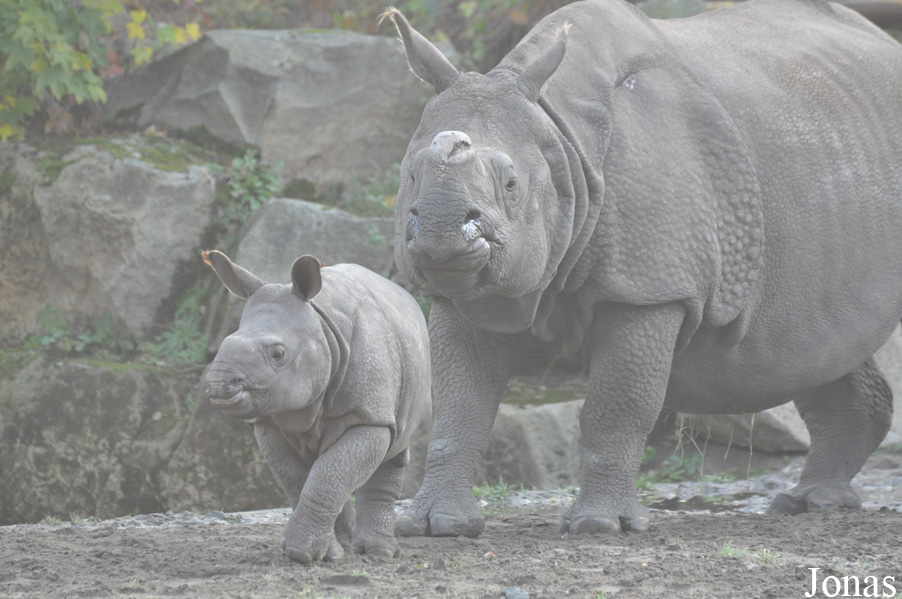 Rhinoceros unicornis