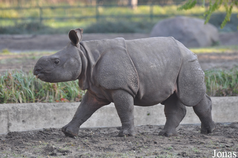 Rhinoceros unicornis
