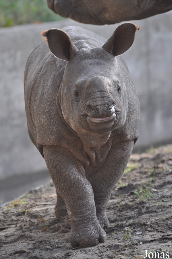 Rhinoceros unicornis