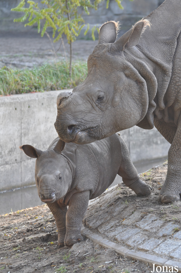 Rhinoceros unicornis