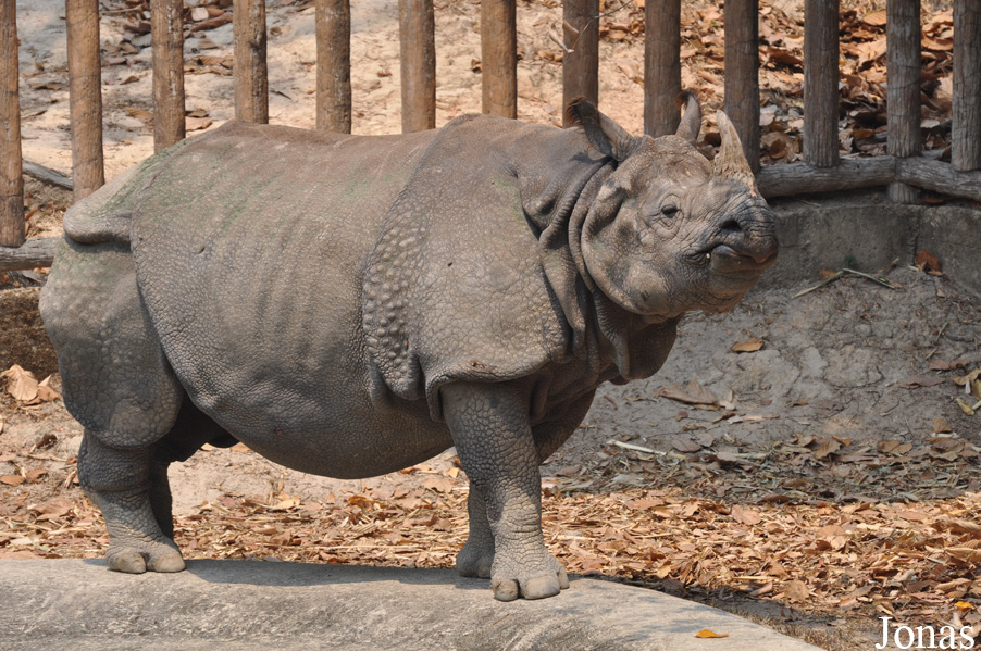 Rhinoceros unicornis