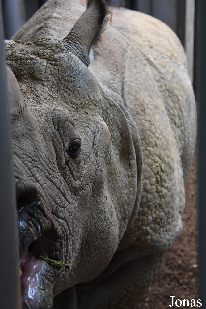 Rhinoceros unicornis