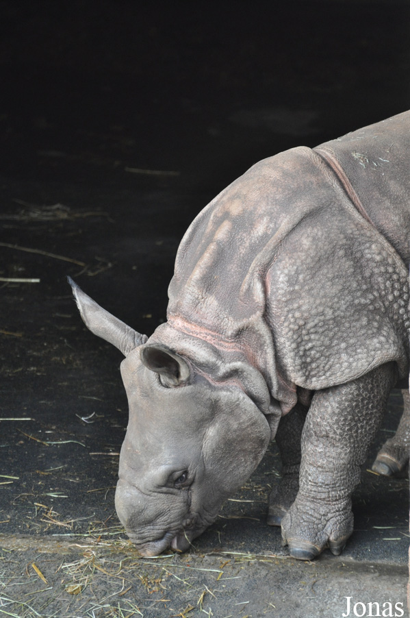 Rhinoceros unicornis