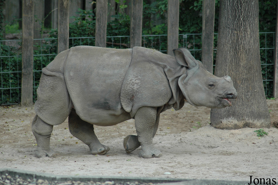 Rhinoceros unicornis