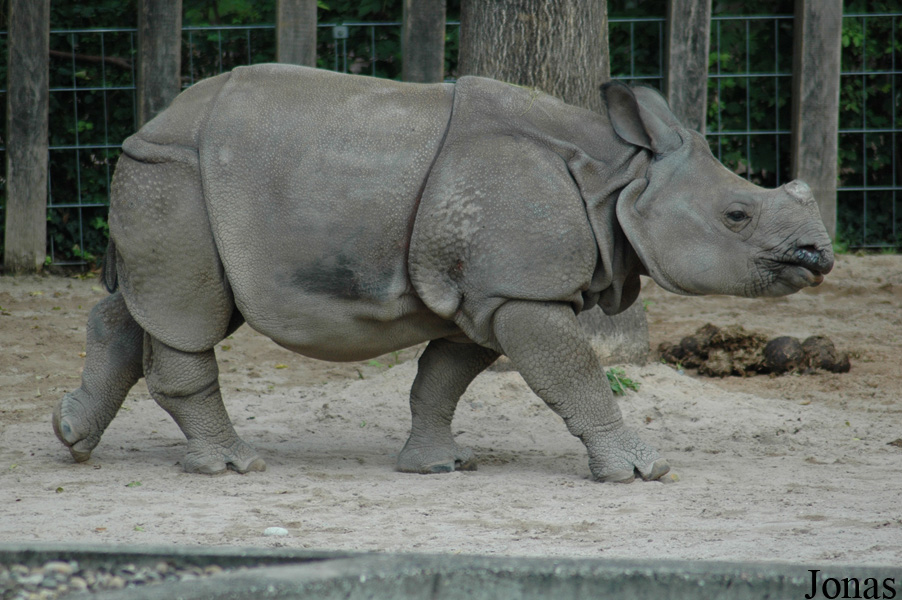 Rhinoceros unicornis