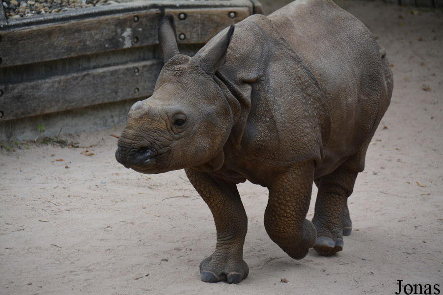 Rhinoceros unicornis