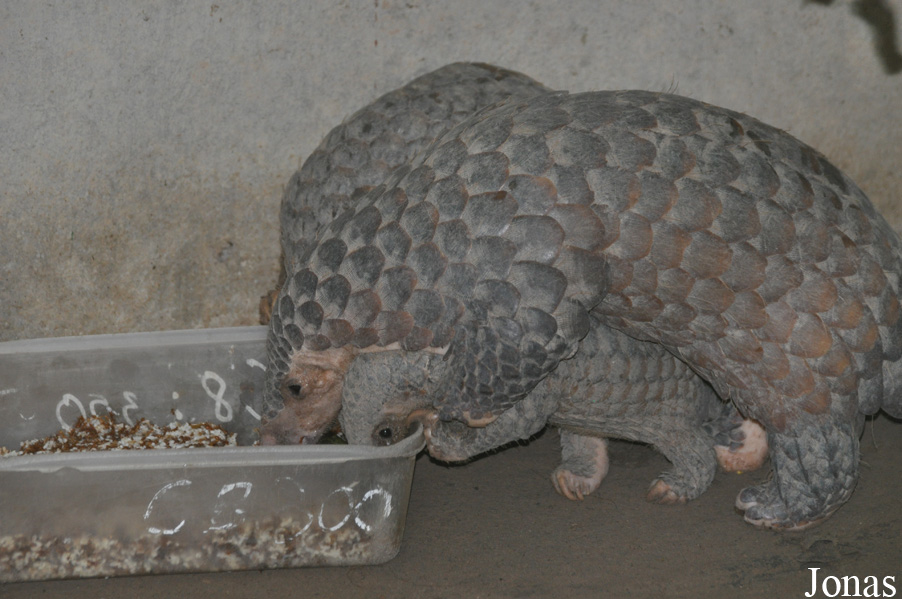 Manis javanica