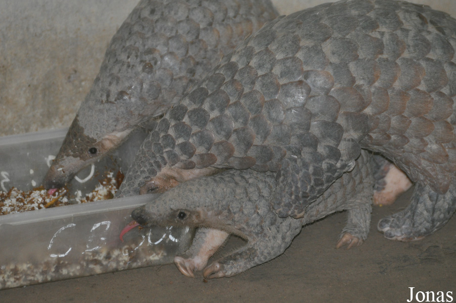 Manis javanica