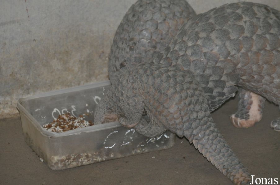 Manis javanica