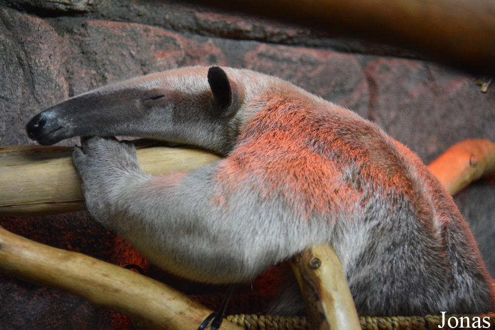 Tamandua tetradactyla