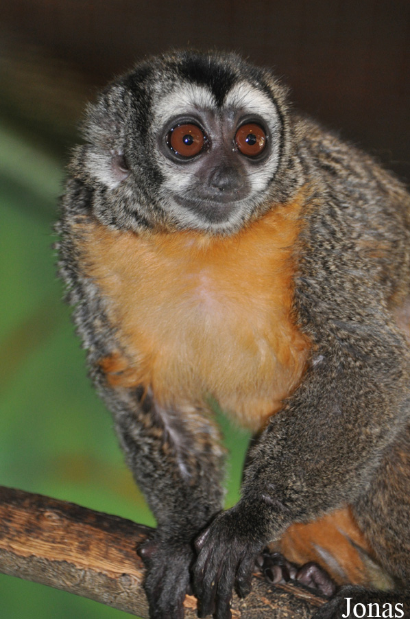 Aotus azarae