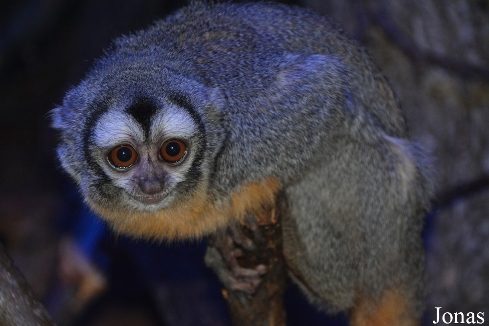 Aotus azarae boliviensis