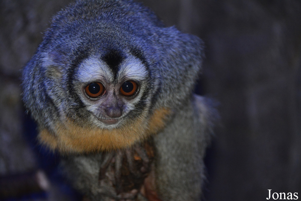 Aotus azarae boliviensis