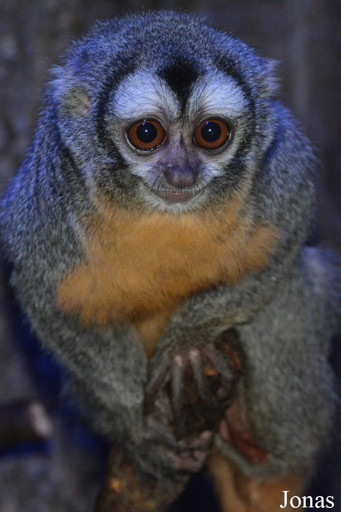 Aotus azarae boliviensis