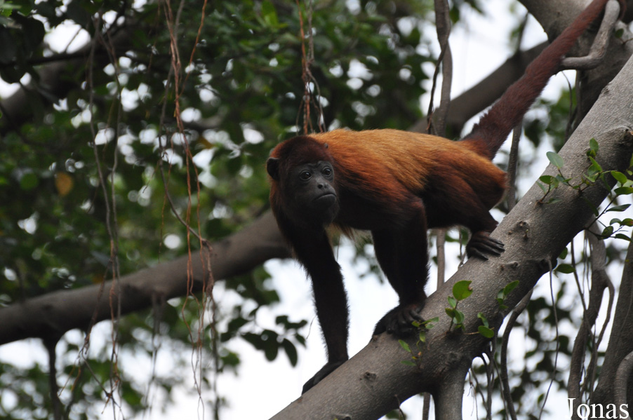 Alouatta seniculus