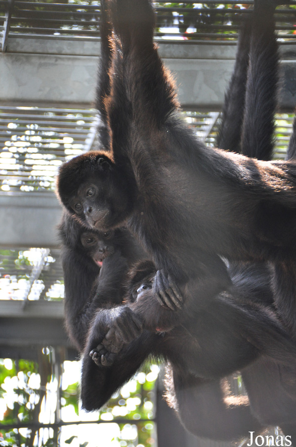 Ateles fusciceps robustus