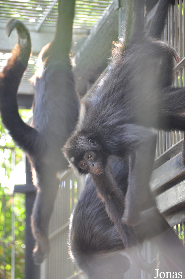 Ateles fusciceps robustus