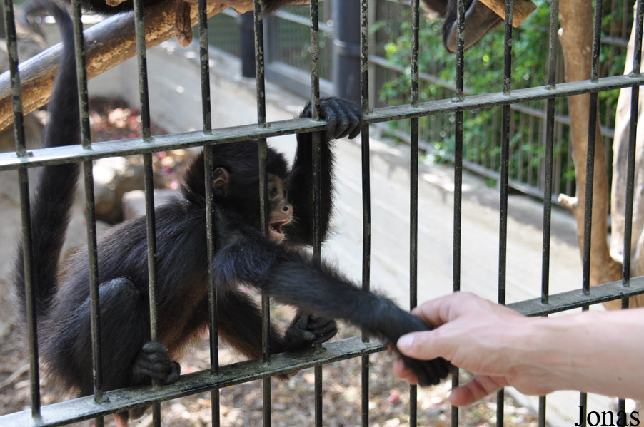 Ateles fusciceps robustus