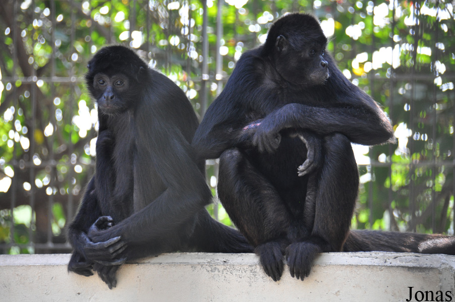 Ateles fusciceps robustus